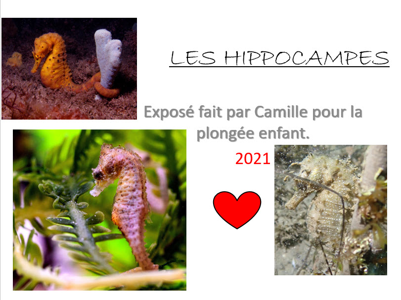 Hippocampes de Camille