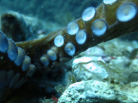 Formation Guide de Palanquée: Cours Théorique 13: La Biologie en Plongée - Questions / Réponses à propos du stage examen Niolon